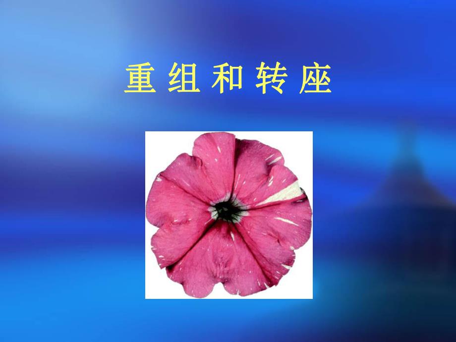 重组和转座32.ppt_第1页