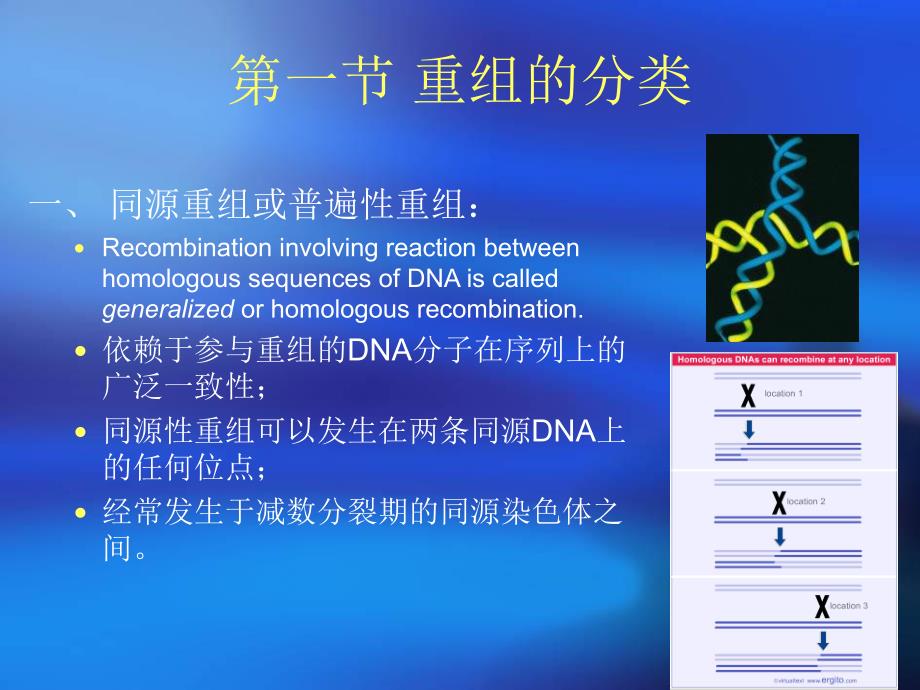 重组和转座32.ppt_第2页