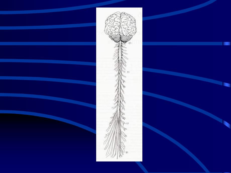 生理学讲义脑.ppt_第1页