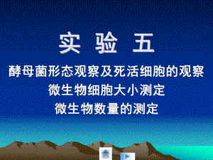 酵母菌形态观察及死活细胞的观察.ppt