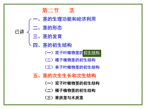 茎二叶一.ppt