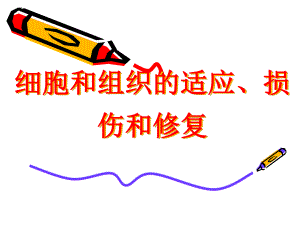 适应损伤和修复.ppt