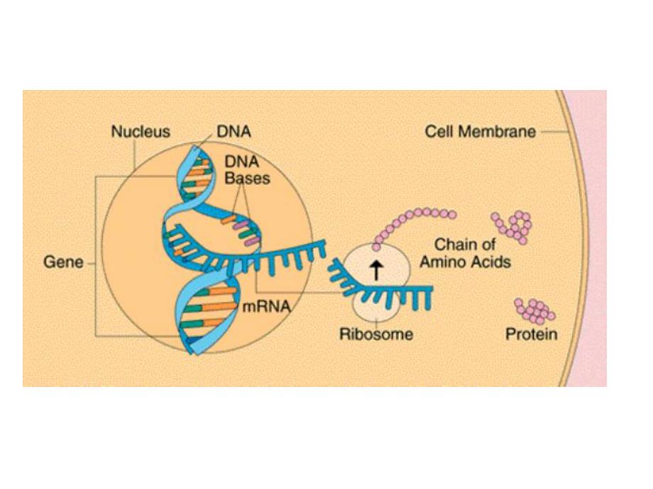 翻译课件.ppt_第2页