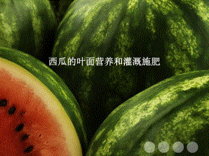 西瓜营养方案.ppt