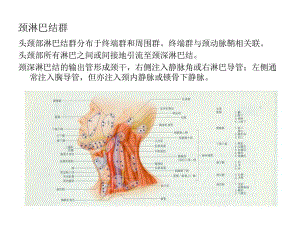 颈淋巴与器官.ppt
