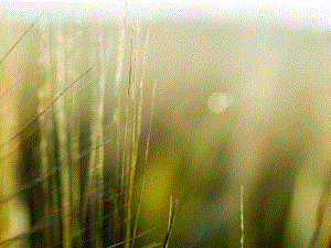 风景ppt模板myshareful.ppt