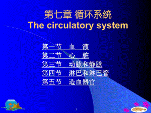 鱼类学循环系统.ppt