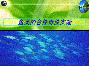 鱼类急性毒性实验.ppt