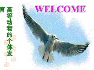 高等动物的个体发育.ppt