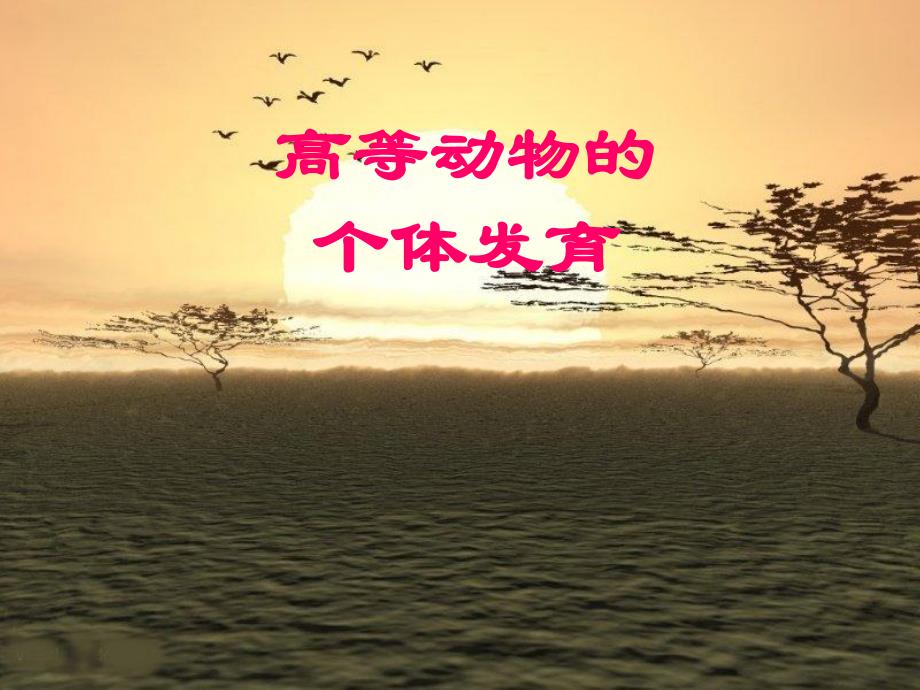 高等动物的个体发育2.ppt_第1页
