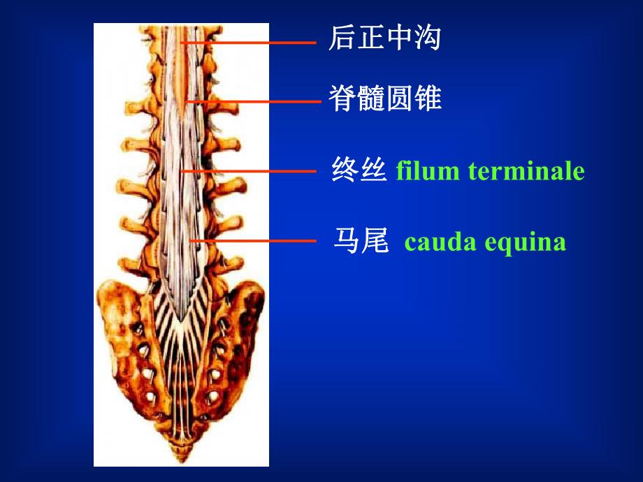 人体解剖学教学课件15脊髓.ppt_第3页