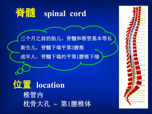 人体解剖学教学课件15脊髓.ppt