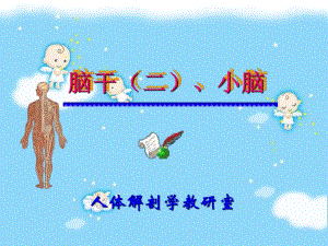 脑干小脑.ppt