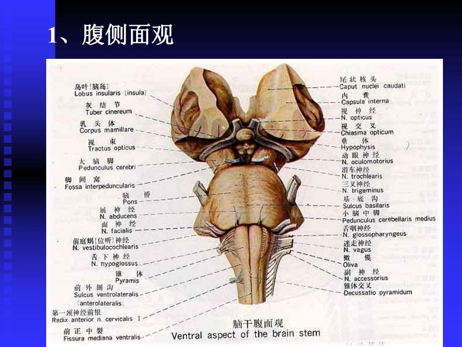 脑干小脑间脑和端脑.ppt_第3页