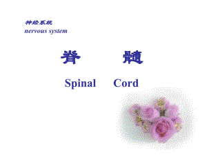 脊髓spinalcord.ppt