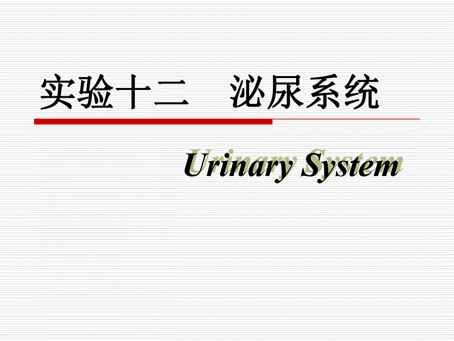 组织胚胎学泌尿系统.ppt_第1页
