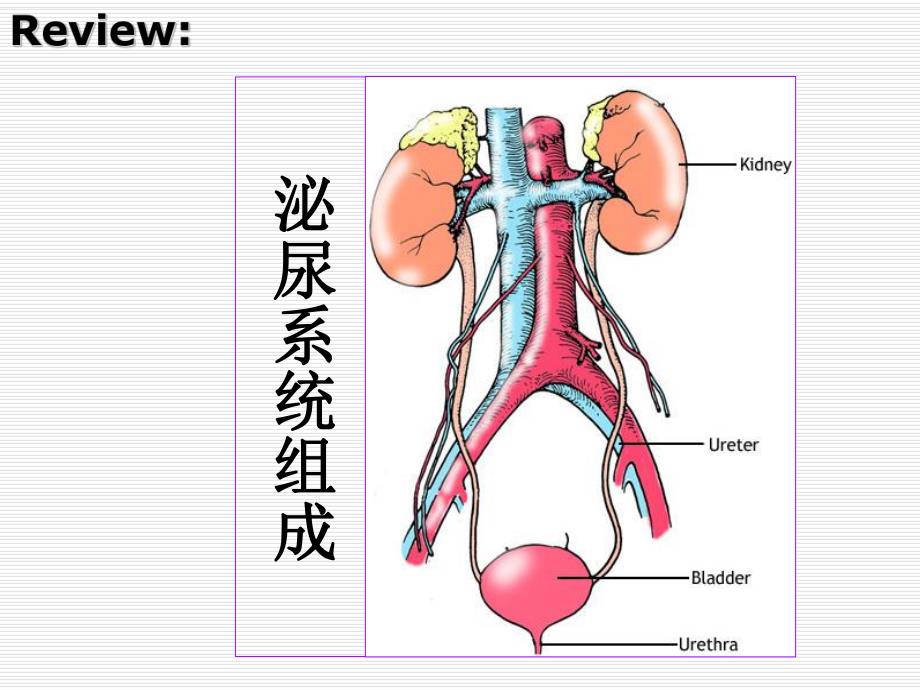 组织胚胎学泌尿系统.ppt_第3页