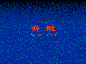 脊髓和脊神经.ppt