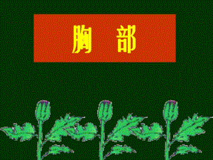 胸部解剖图谱1.ppt