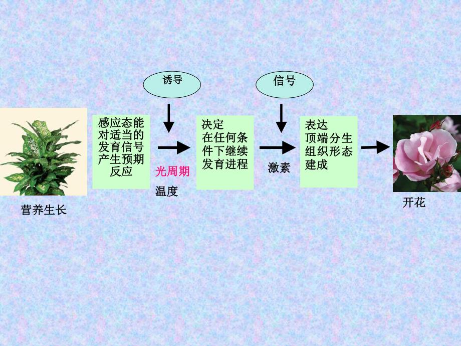 10第十三章——光周期现象.ppt_第1页