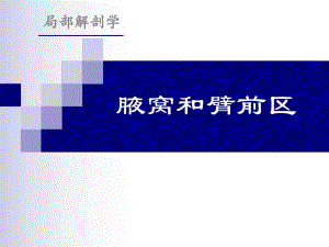 腋窝和臂前区.ppt