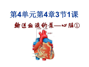 4.431输送血液的泵心脏1.ppt