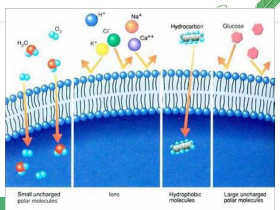 4.1物质跨膜运输的实例.ppt_第1页