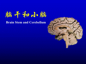 人体解剖学教学课件16脑干小脑.ppt