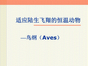 脊索动物六鸟纲.ppt