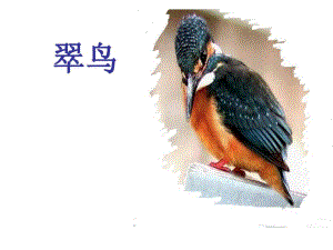 5翠鸟鄂伦旗实验小学郭洪文.ppt