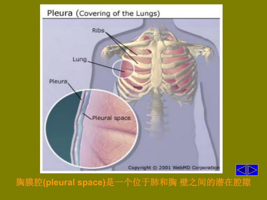 胸腔积液第六版精品课件.ppt_第3页
