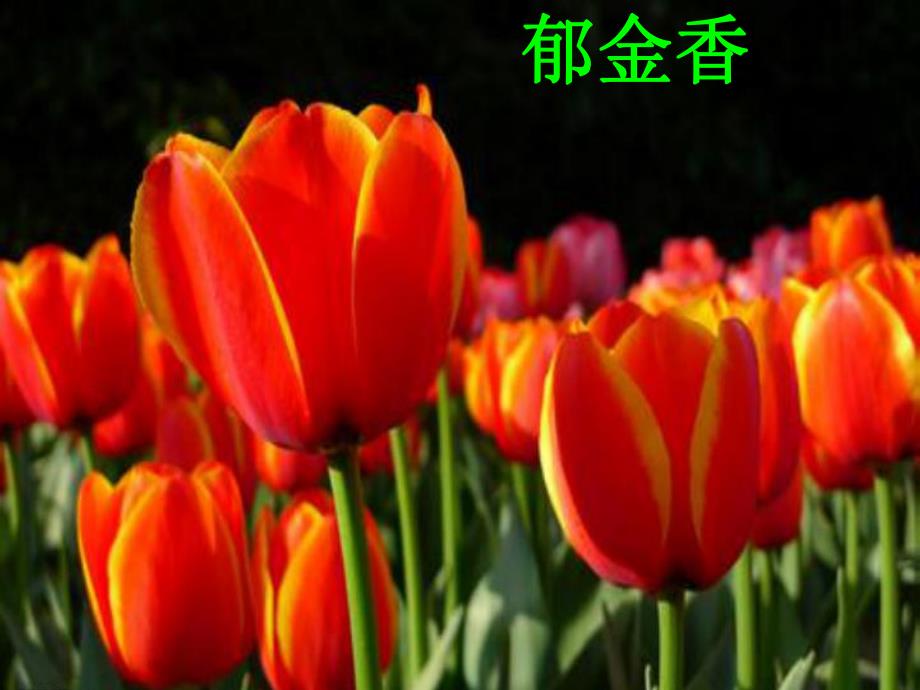 课题：植物细胞的基本结构和功能精品教育.ppt_第3页