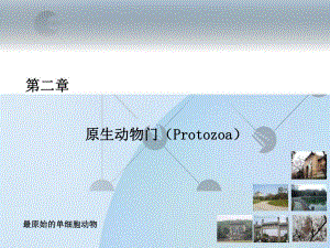 03原生动物门.ppt