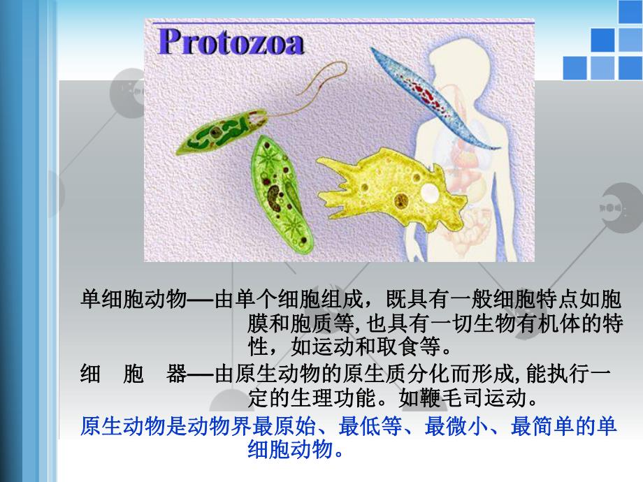 03原生动物门.ppt_第2页