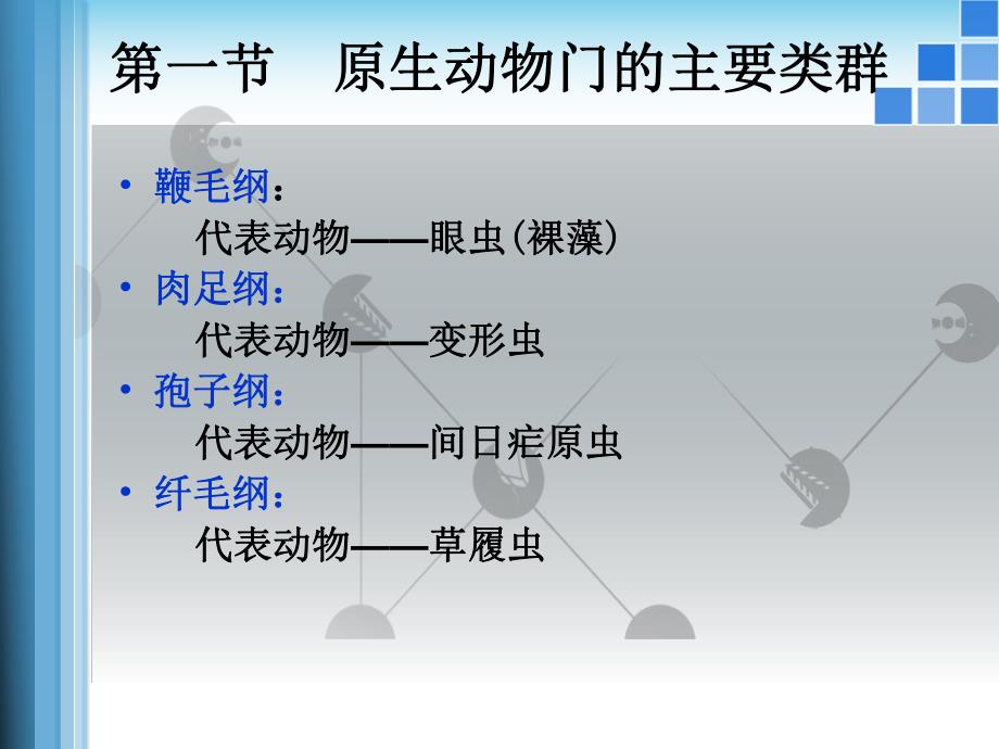 03原生动物门.ppt_第3页