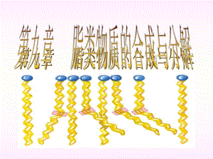 脂类物质的合成与分解.ppt