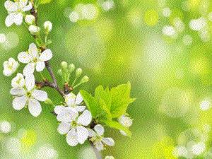 1驿路梨花(公开课用).ppt