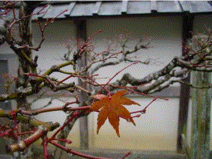 3.3其他植物激素课件罗远梅.ppt