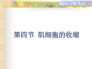 肌肉收缩机理.ppt