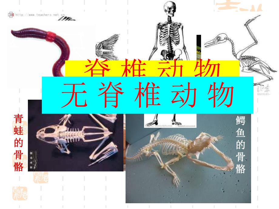 脊椎动物分类1.ppt_第3页