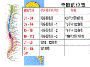 脊髓脊神经2.ppt
