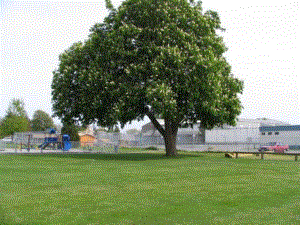 2、金色的草地.ppt