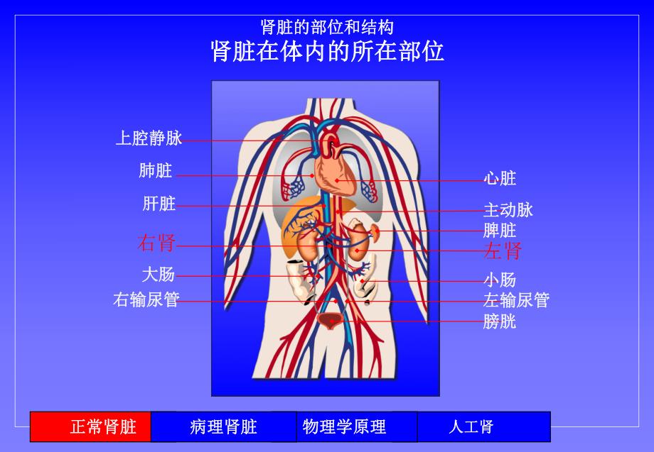肾功能衰竭及人工肾基本原理.ppt_第3页