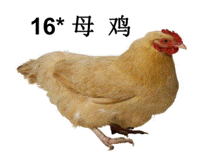 母鸡5公开课.ppt