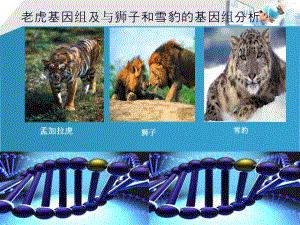 老虎基因分析.ppt