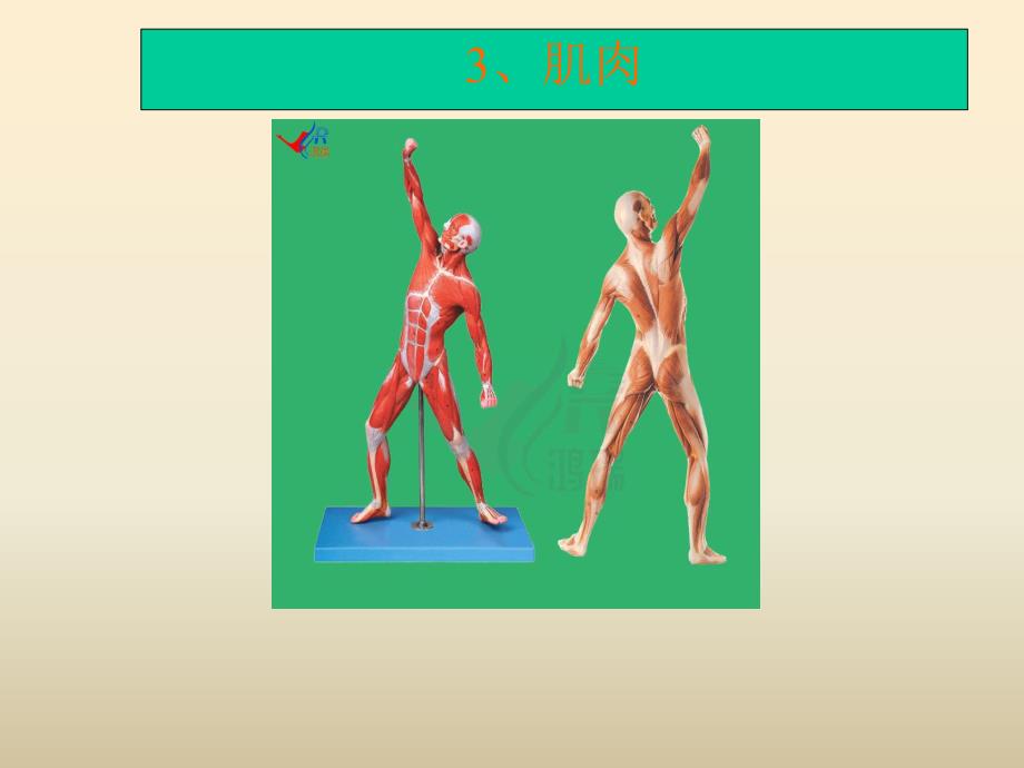 肌肉教学课件2.ppt_第1页