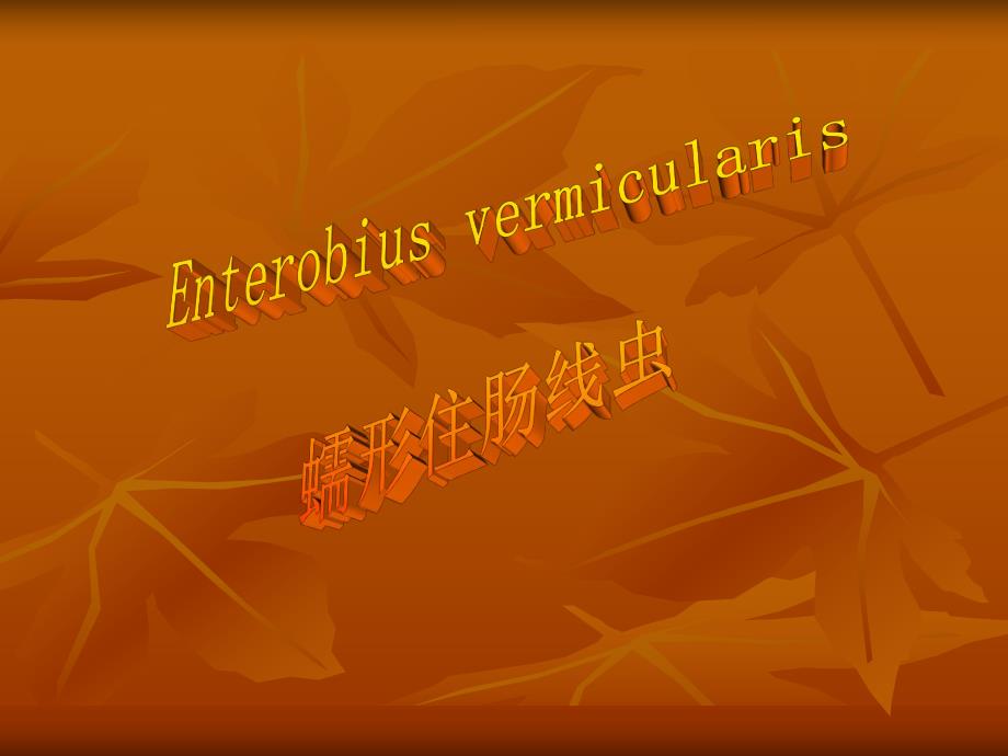 蛲虫钩虫.ppt_第1页