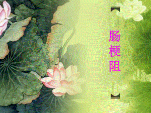 荷塘绿植物.ppt