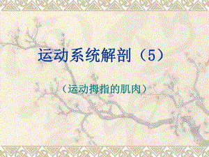 运动系统解剖5运动拇指的肌肉.ppt