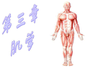 运动解剖学肌学.ppt